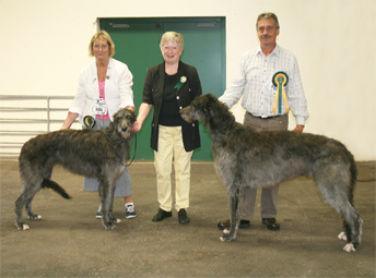 BOB & BOS Deerhound Club Breed Show 2014